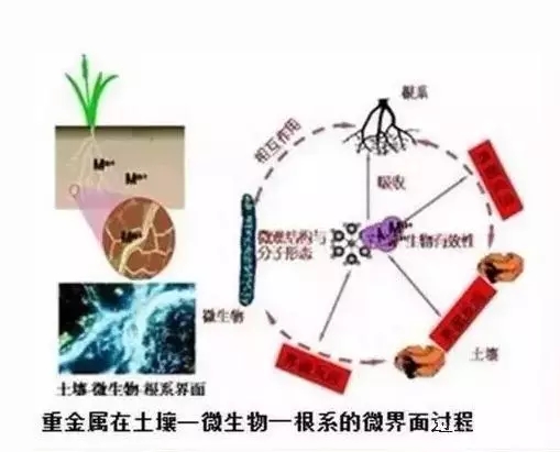 土壤微生物修复技术