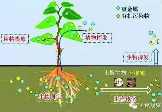 土壤微生物修复技术