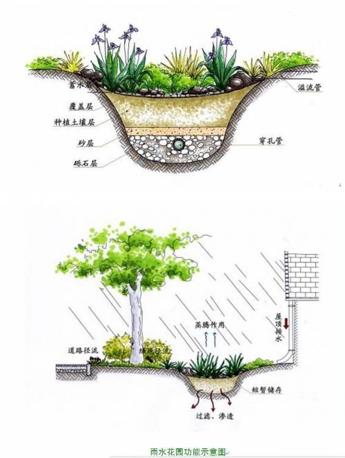 从污水净化到雨水花园 给你最全的植物配置方式!-公司