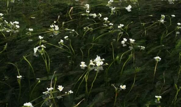 湿地植物篇——海菜花