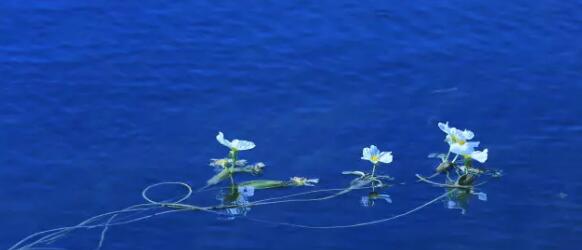 湿地植物篇——海菜花