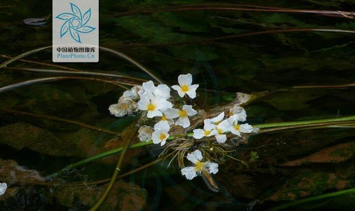 湿地植物篇——海菜花