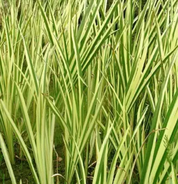 湿地植物篇——菖蒲